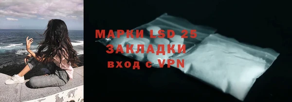 сатива Новозыбков